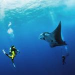 Go Diving!
