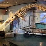 Whaling Museum