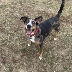 Pet Sitting for Our Honeymoon