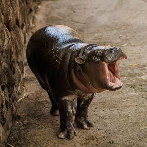 Khao Kheow Zoo and Moodeng