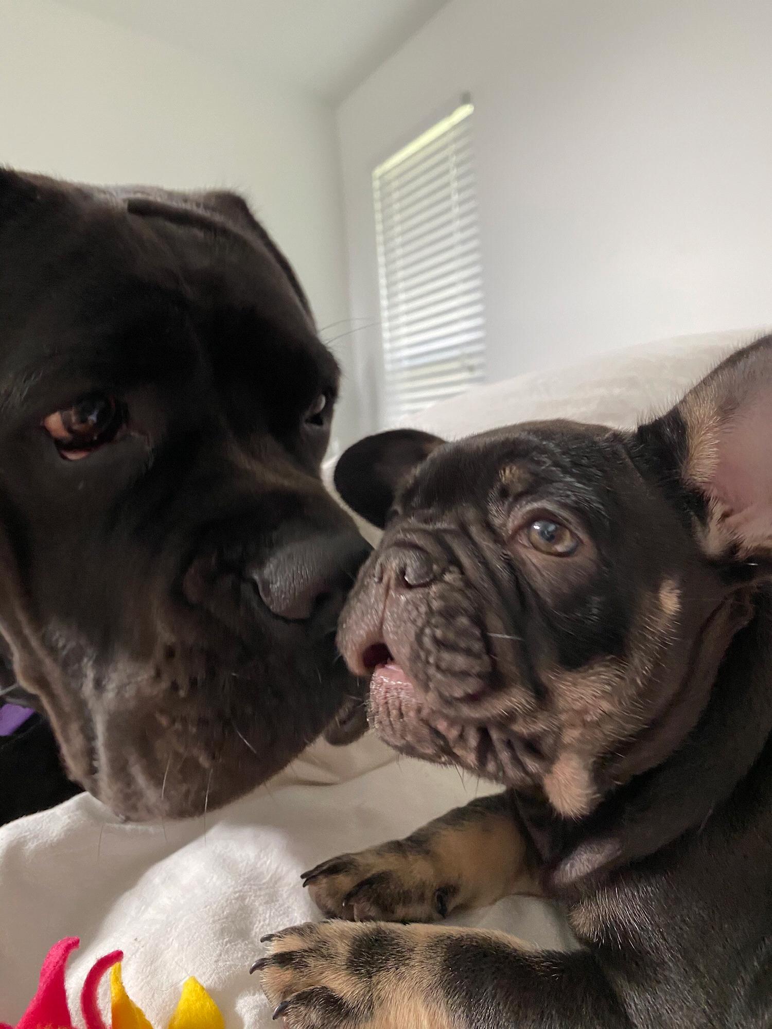 Ava meeting her new baby sister. Look at that size difference!