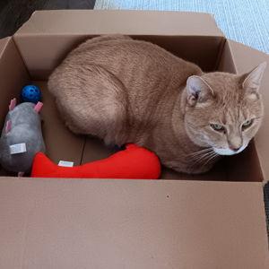 Albert's Toy Fund