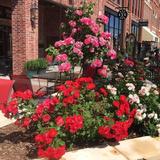 The Rose District