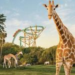 Busch Gardens Tampa Bay