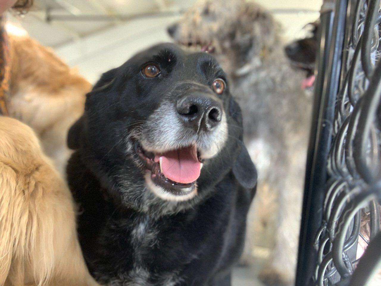 This is Major Bubba McPhatterson of the Scottish Highland Expeditionary Forces on assignment to Fishers, IN whose mission is to eat chipmunks if captured on the battlefield. He is a rescue from 2009.