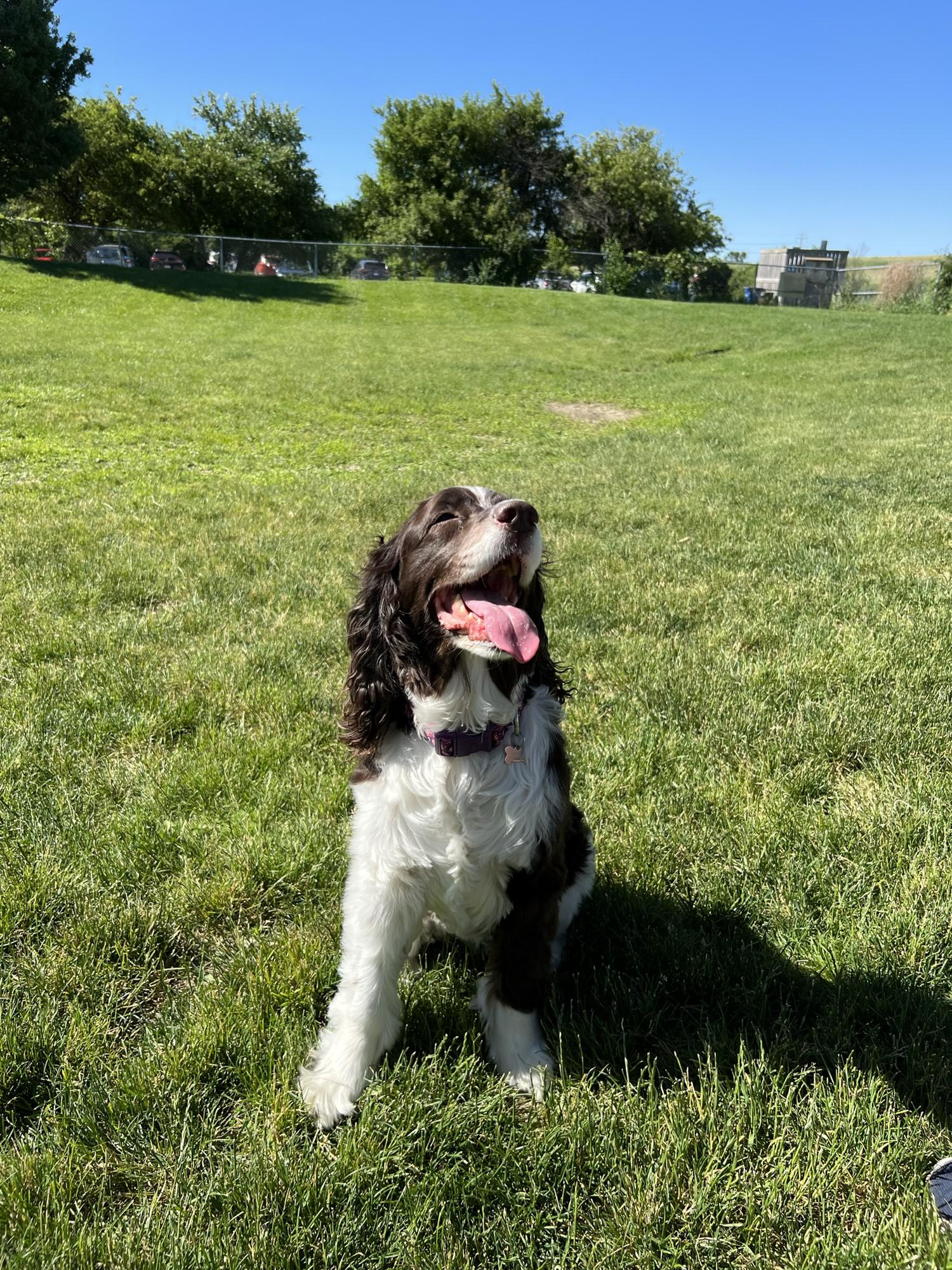Ellie's first trip to the dog park in Ann Arbor