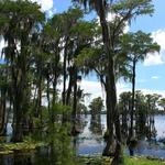 Grand Bay Wildlife