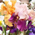 Santa Barbara Farmer's Market