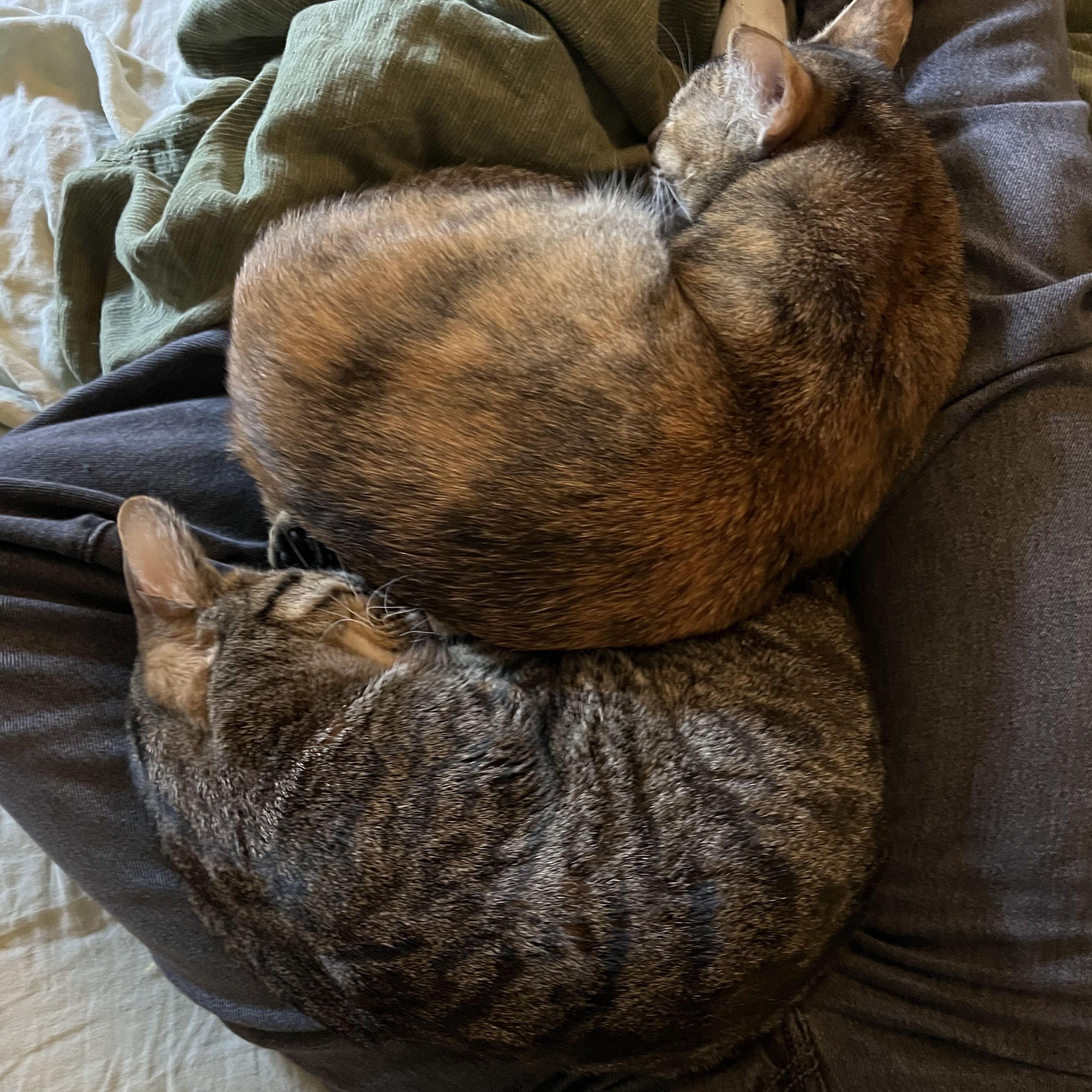 Fred and Ronnie love each other too!!