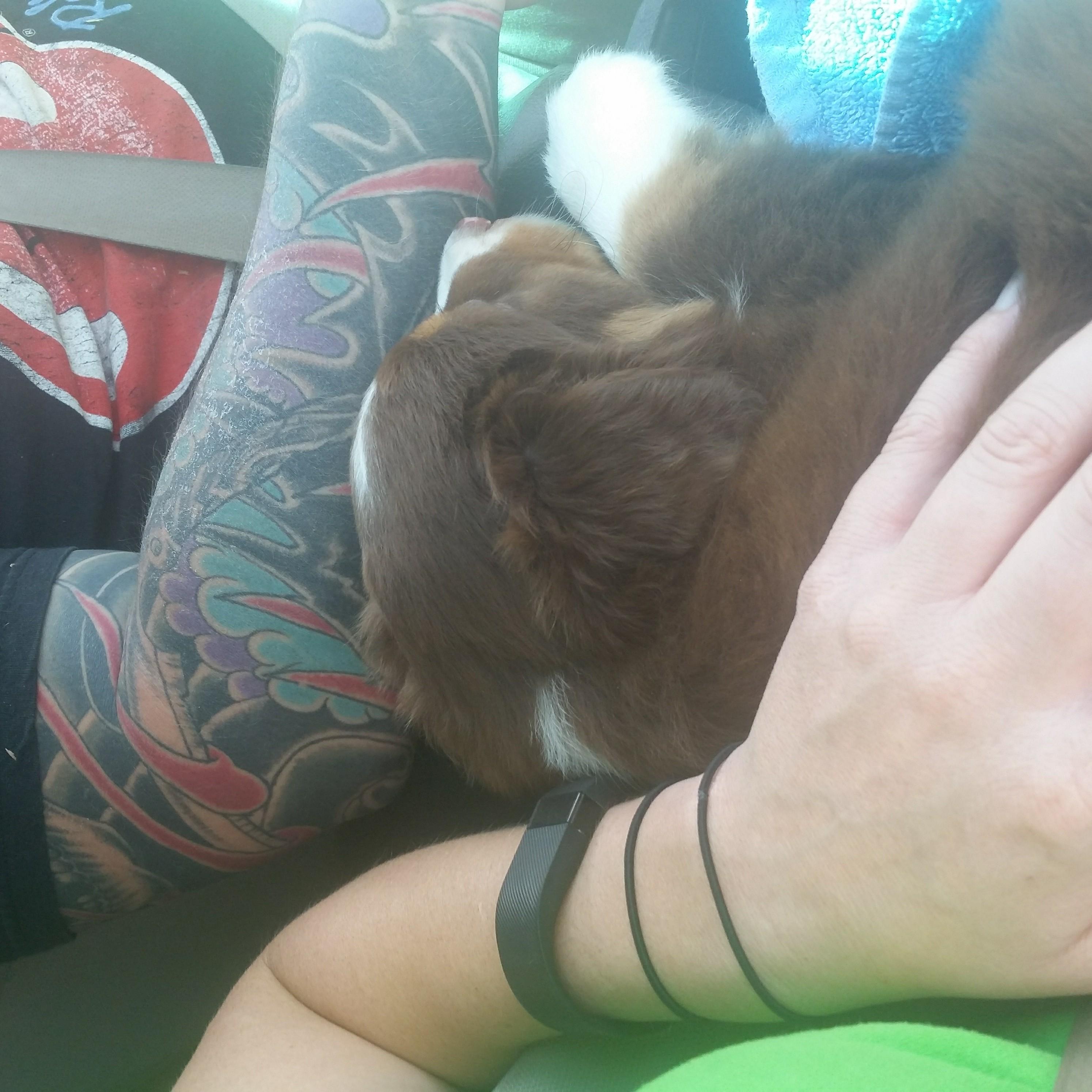 First pup together, Walker. Bringing him home