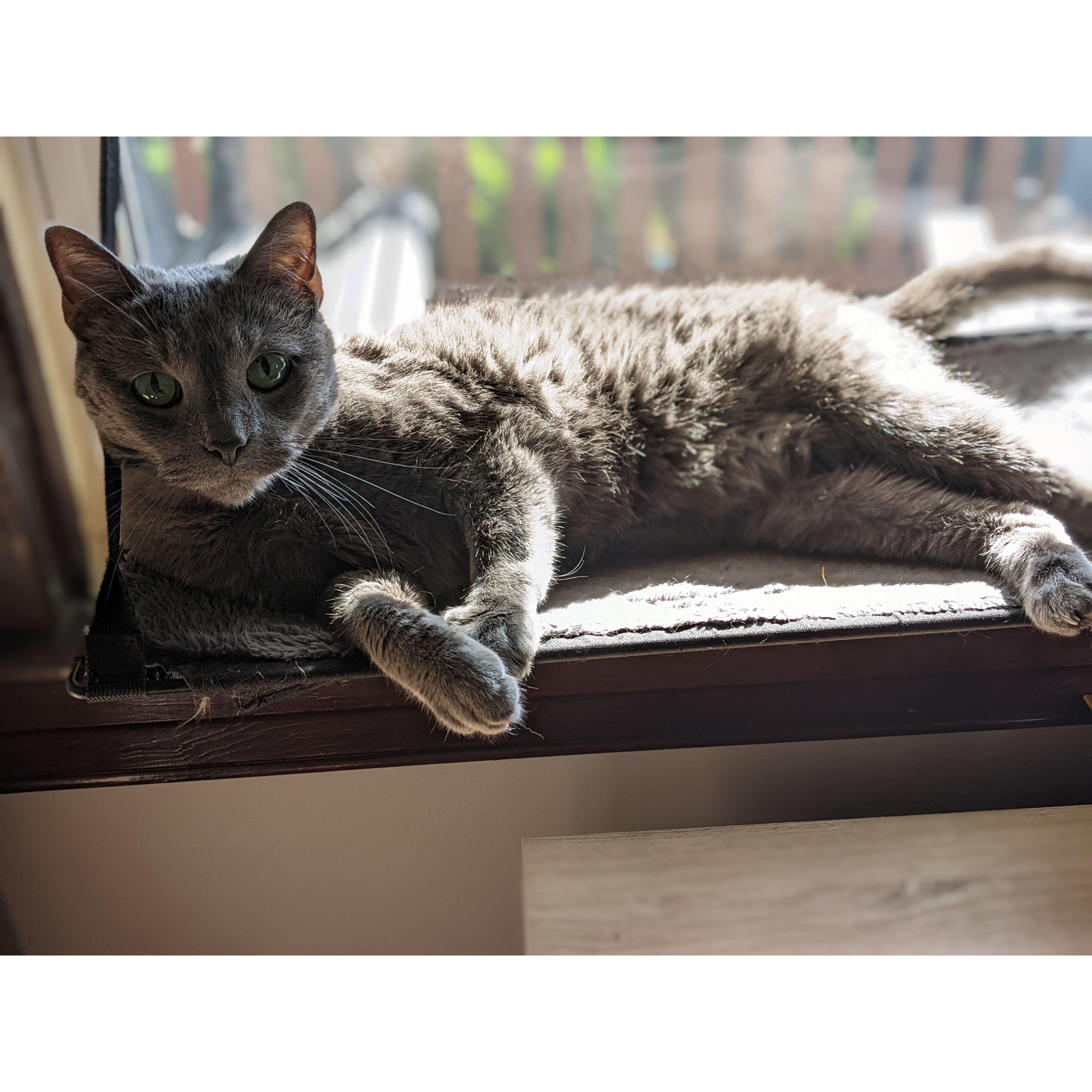 Our old man, Samwise Cat