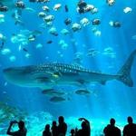 Georgia Aquarium