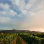 King Family Vineyards