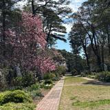 Norfolk Botanical Garden