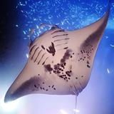 Manta Ray Night Snorkel