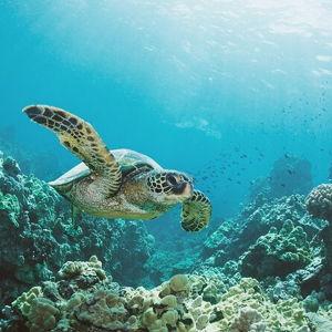 Snorkling in Oahu