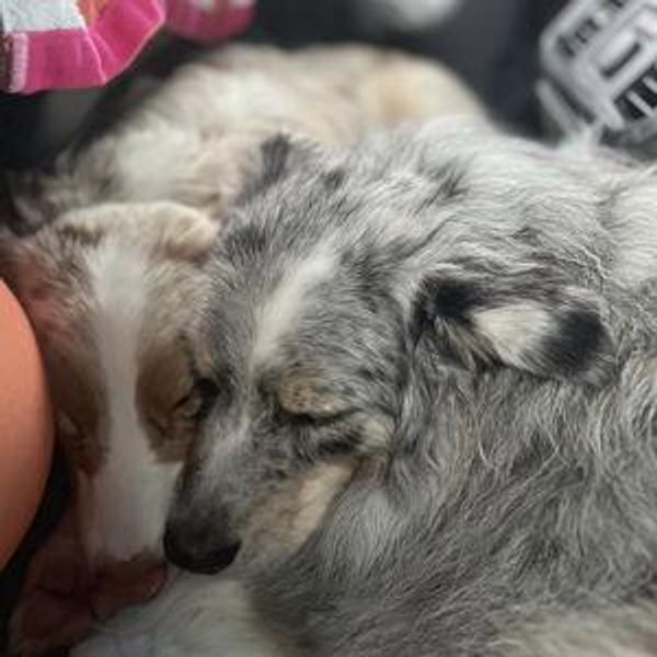 Petsmart Gift Card