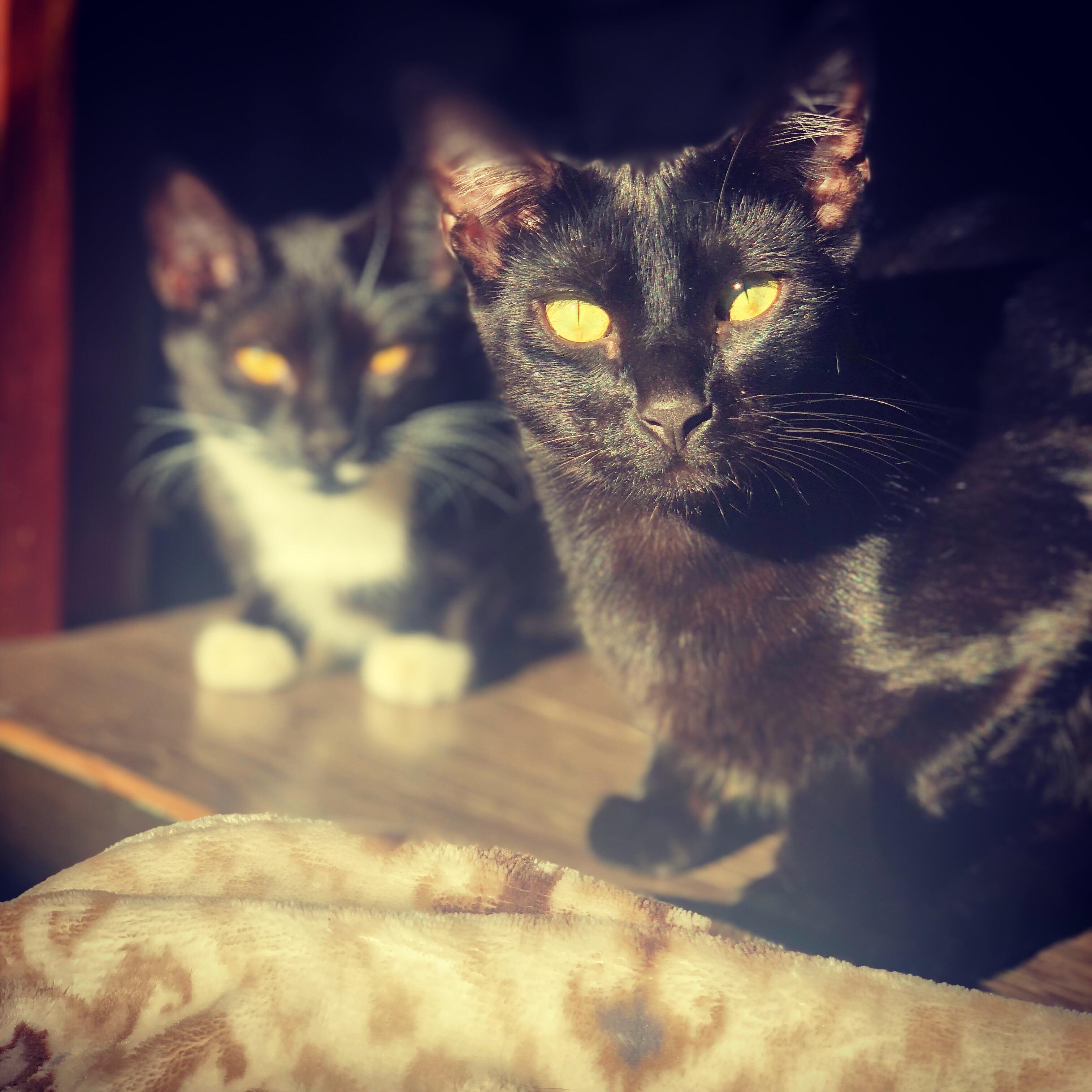 THE KITTIES