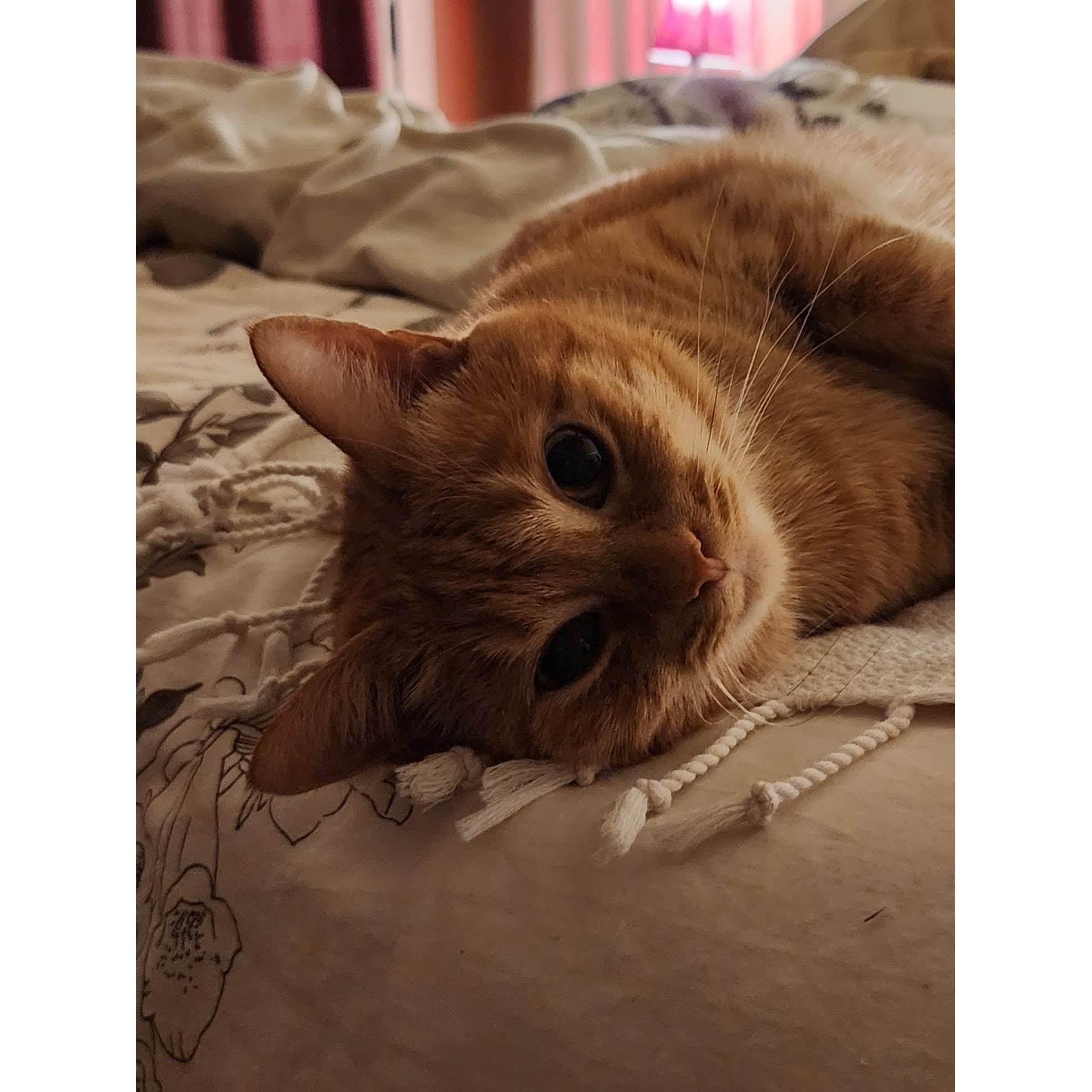 Our Sweet Kitty, Henri