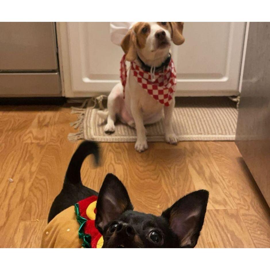 Tippy and Bagel dressed up for Halloween