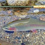 Fly Fishing