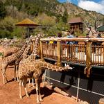 Cheyenne Mountain Zoo