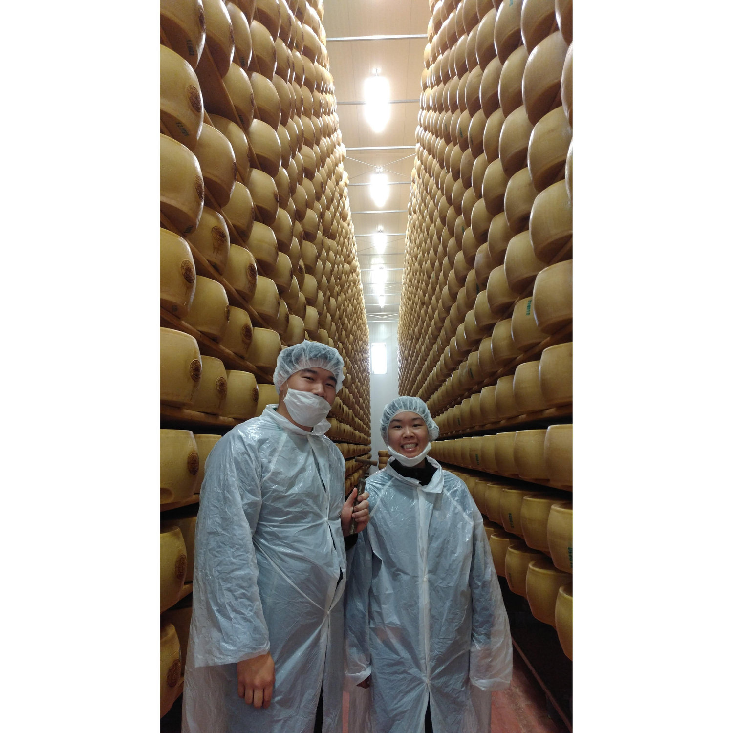 Wall-to-wall Parmesan Reggiano wheels. Visiting cheese factories in Modena, Italy.