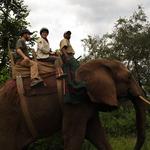 Elephant Back Safari Victoria Falls