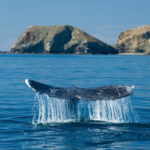 Whale Watching on the Oregon coast