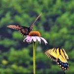 Brandywine Creek State Park