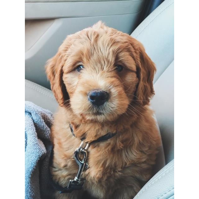 Picking up our newest family member, Rio. September 2019