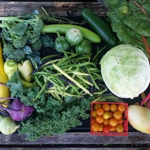 CSA Subscription