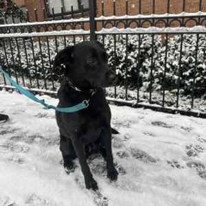 Dog Boarding Fund