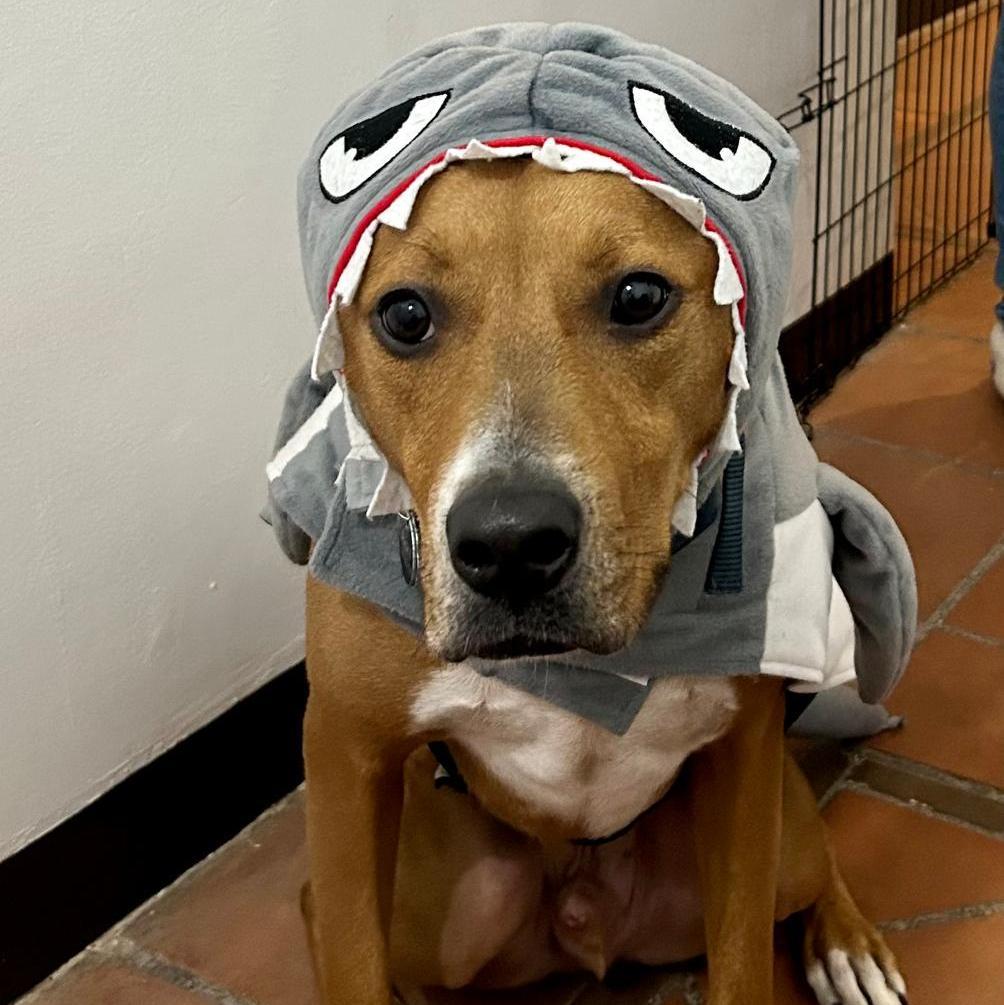Ricky sharks