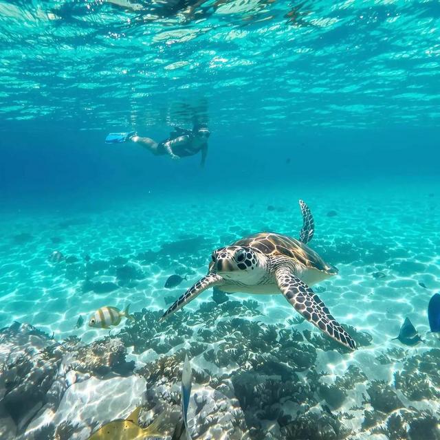 Swim with Sea Turtles!