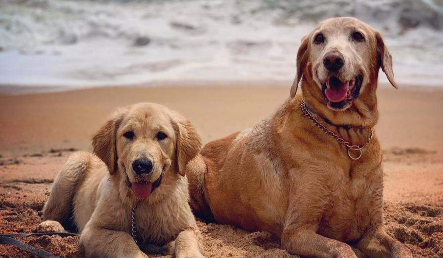 The Wedding Website of Rowdi Hutchinson and Trenton Butler