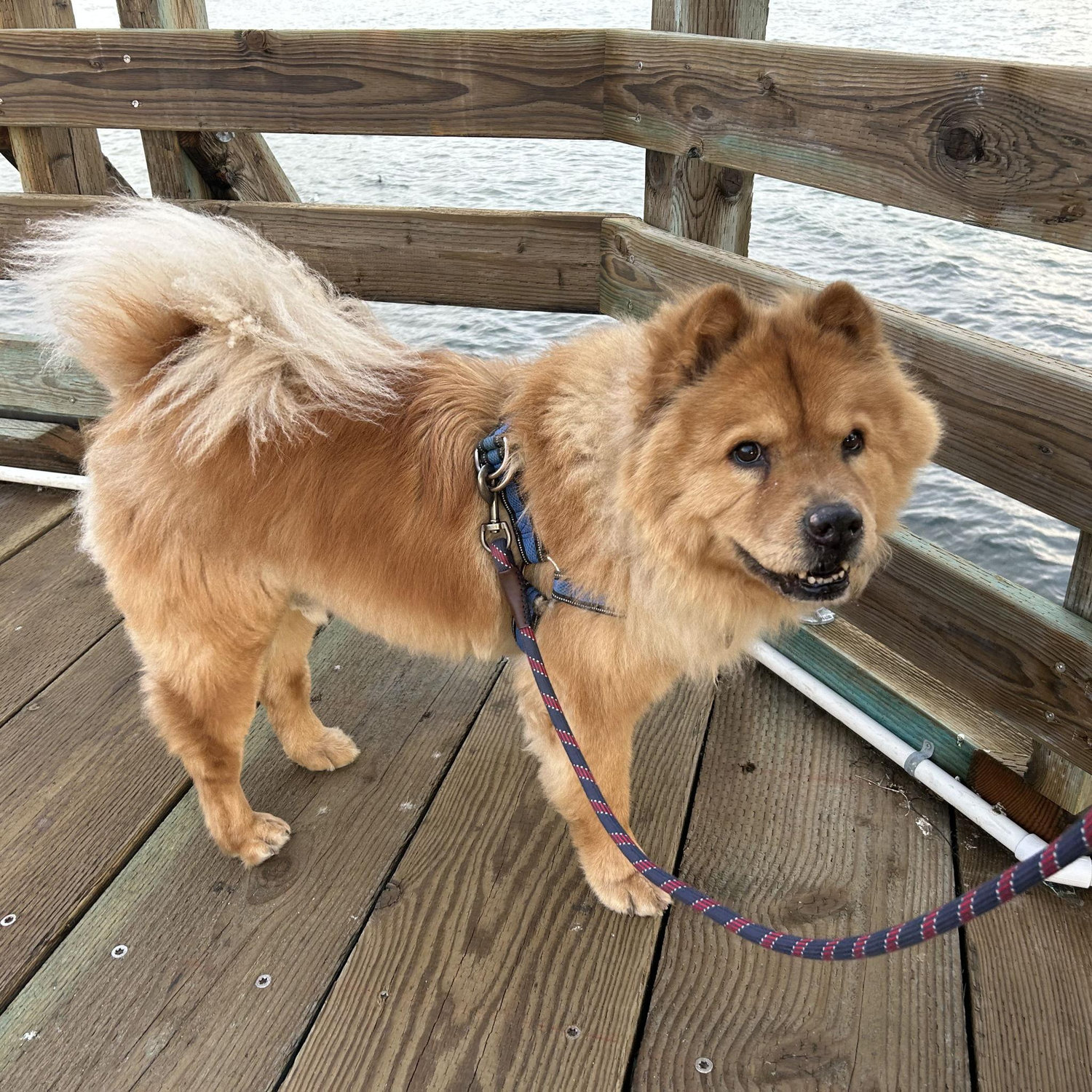 Gumbo on the pier