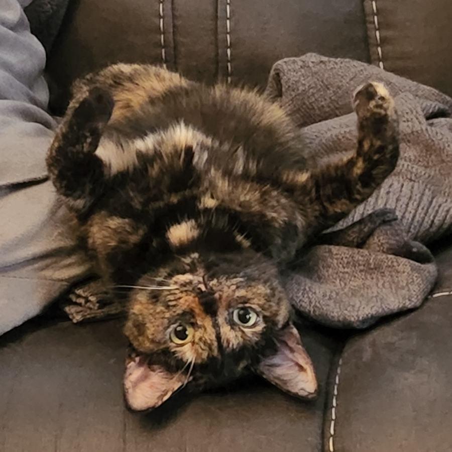 Scarlette