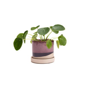 Minute Ceramic Pot And Saucer Set With Drainage | 5" Burgandy