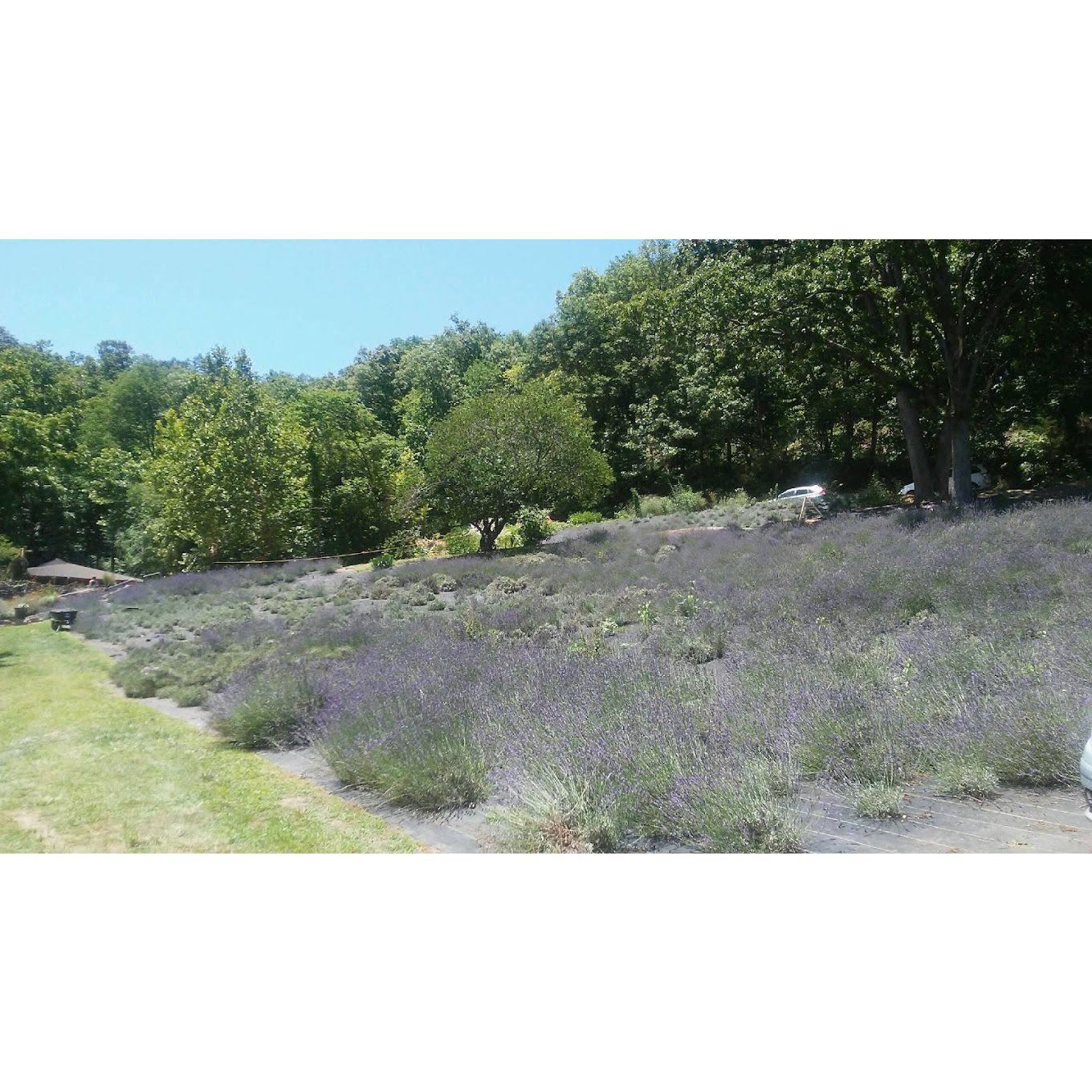 Lavender Falls