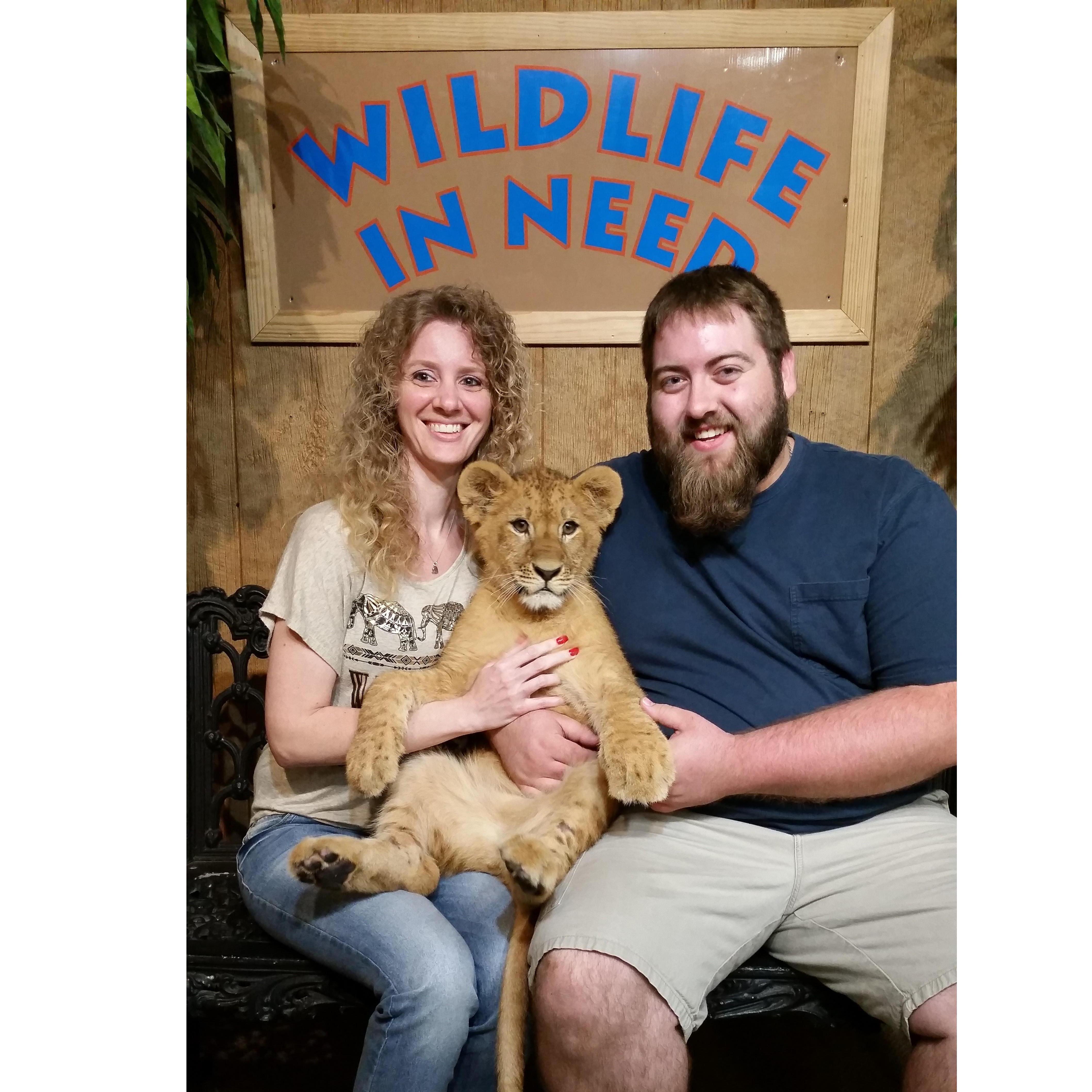 Playing with lion and tiger cubs was amazing!