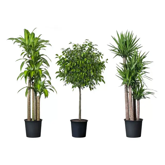 TROPISK Potted plant, tropical plant, assorted species plants, 12 "