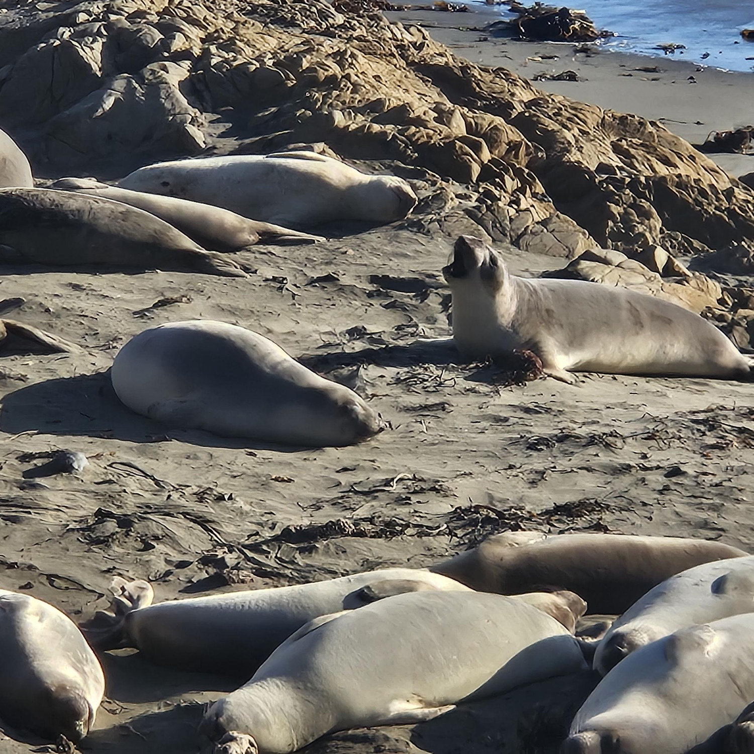 10/12 Elephant Seal Vista Point, San Simeon