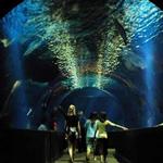 Oklahoma Aquarium
