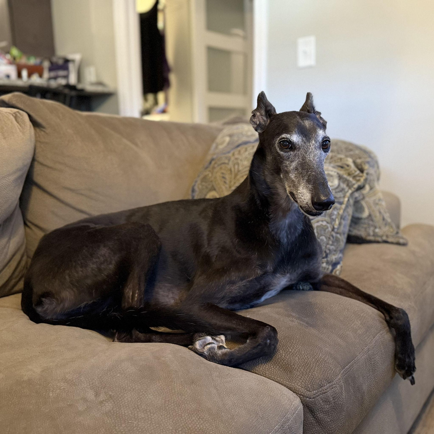Noodle loves her new home in Cincinnati, and just wants her parents to be married already.