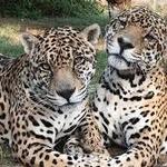 Great Cats World Park