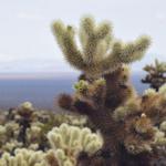 Joshua Tree National Park