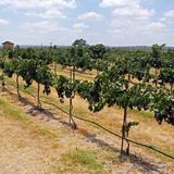 Texas Hill Country Wineries (Wine Road 290)