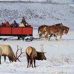 National Elk Refuge Sleigh Rides