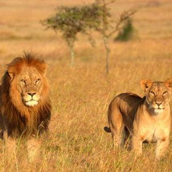 Our Dream African Safari Honeymoon